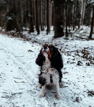 Pes Kavalír King Charles Spaniel na krytí