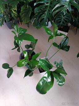 Philodendron Fun bun - 1