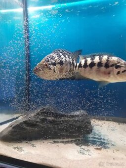 Parachromis managuensis - 1