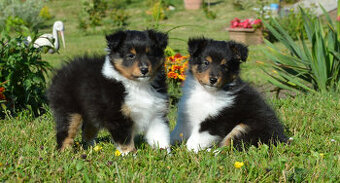 Shetlandský ovčák, pes Sheltie - 1