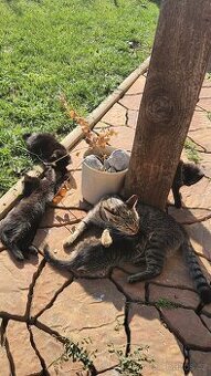 Koťata narozená 6.8.2025 - 1