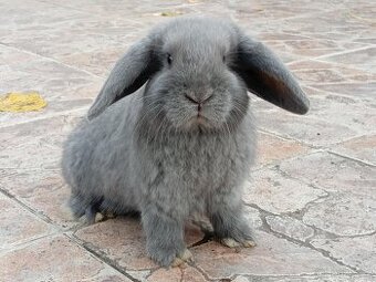 Samička Zakrslý Beránek MiniLop ❤️