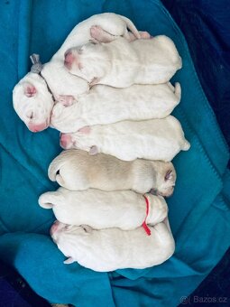 Prodám štěňata Asijského pasteveckého psa