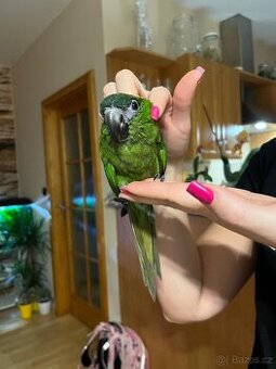 Prodám ručně dokrmenou Aru Nobilis