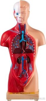 Torzo lidského těla - model s odnímatelnými částmi