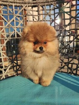 Pomeranian
