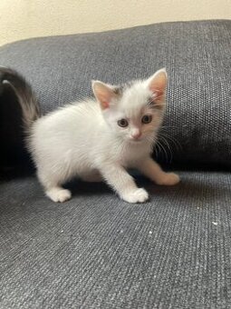 Prodám kotě - křížence perské kočky