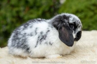 Minilop zakrslý beránek