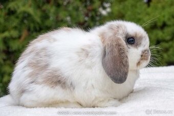 Minilop zakrslý beránek