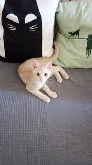 kotata holky 3,5 měsíce staré -