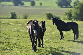 Pastevní ustájení