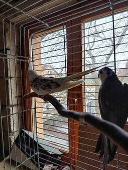 Korela - nepříbuzný pár