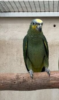 Amazoňan Oranžovokřídly