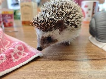 Ježek bělobřichý