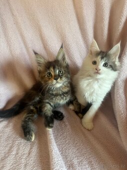 Mainská mývalí koťátka