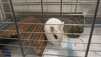 Zakrslý králík - 1