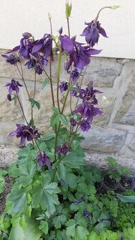 Fialový orlíček- sazenice