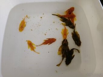 Mladé ancistrus super red, gold, černý  3,5cm