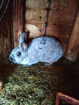 Samice vhodná k chovu, velký stříbrný