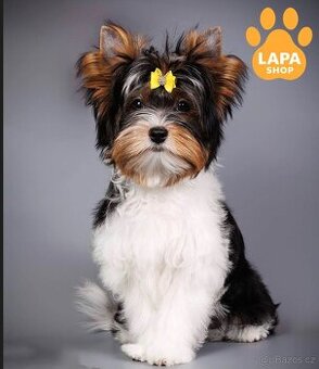 🐶 Biewer Yorkshire Terrier – štěně slečna