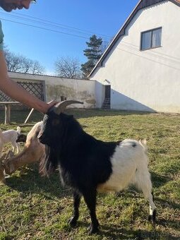 Zakrslý holandský kozel