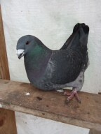 Prodam holuby giganty, americké výstavní a kalifornské
