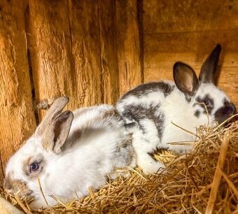Králíky na chov i výkrm