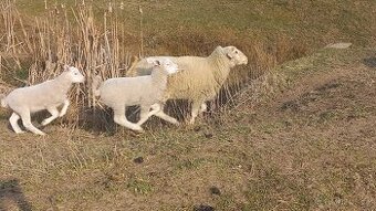 Prodám jehňata masných plemen.