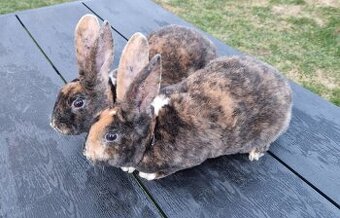 REX DS ČŽ samci kominíci s PP