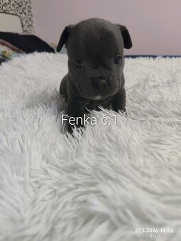 Stafordšírský bulteriér