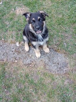 Německý ovčák x belgický ovčák