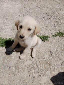 Labradorský retrívr/retriever  X