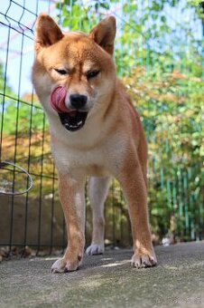 Shiba-Inu s PP FCI - ČMKU