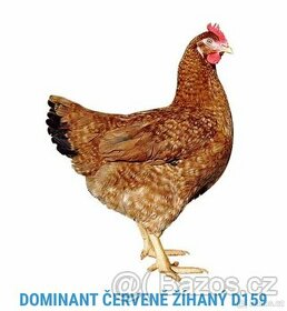 Prodej kuřat Dominant, brojleři, kachny, husy, perličky