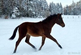 Český sportovní pony - hřebeček narozeny 2.6.2023