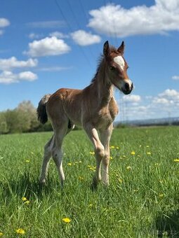 Welsh cob - hřebeček