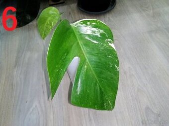 6.Monstera Deliciosa Albo variegata