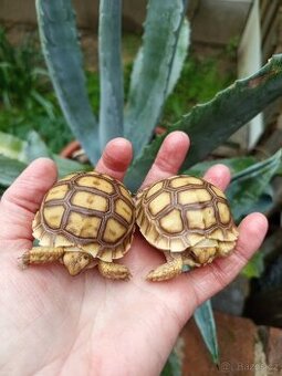 Geochelone Sulcata, želva ostruhatá 🐢
