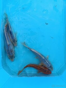 Koi kapr 15-20 cm