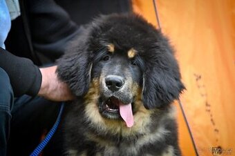 tibetská doga