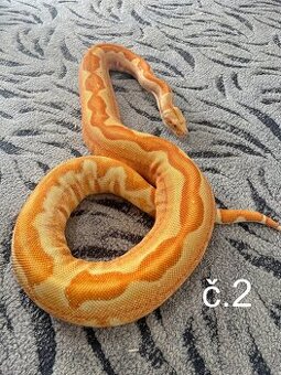 Boa constrictor - Hroznýš královský