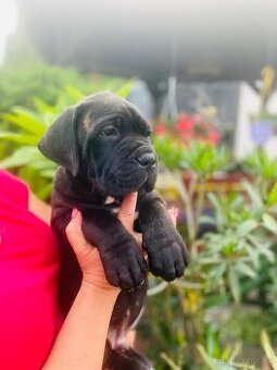 Cane Corso