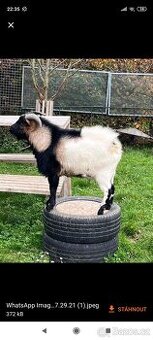 Zdarma Holandská zakrslá - kozlík