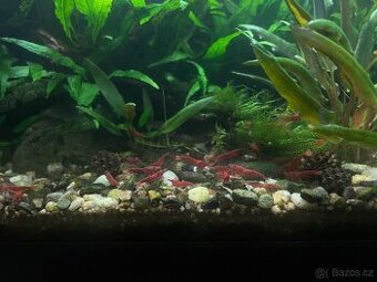 Krevetky Neocaridina davidi var. Sakura red a Blue dream