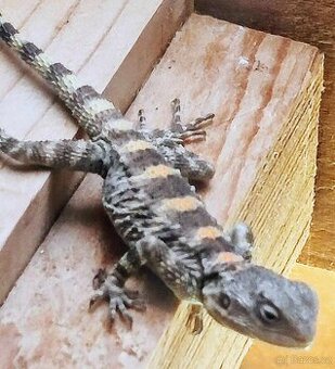 Agama hardún - odrostlá mláďata k odběru