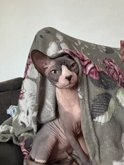 Sphynx bez PP
