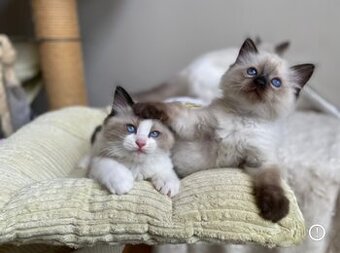 Ragdoll koťátka s PP - 1