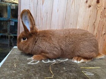 NOVOZELANDSKÝ ČERVENÝ