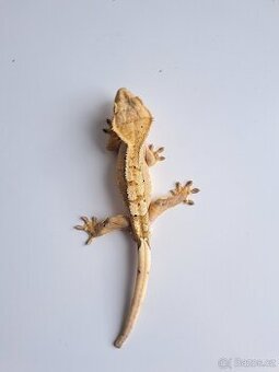 pagekon řasnatý samec...