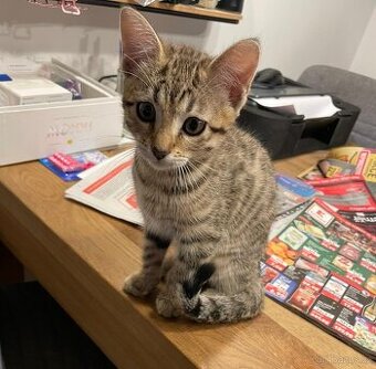 50% bengálské kotě